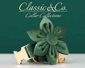 Forest Veet Personnalisez l'ensemble de laisse de collier de chien avec fleur et nœud papillon pour animal de compagnie mâle et femelle, étiquette de nom gravée en or, cadeau de chiot de mariage - Product Image 3