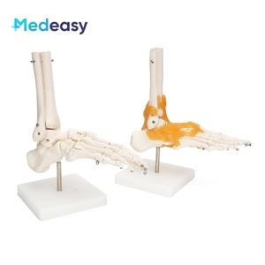 Modelo de Esqueleto Humano de PVC Medeasy, Modelo Anatómico de Articulación del Pie, Herramienta para la Enseñanza de Ciencias Médicas a Estudiantes - Product Image 2