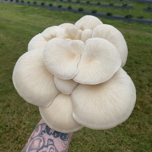 Kit de jardin de bloc de fructification de champignon <span class=keywords><strong>d</strong></span>'huître biologique de Style campagnard récoltant l'état suspendu pour les <span class=keywords><strong>jardins</strong></span> gastronomiques - Product Image 5