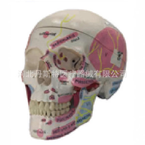 Modèle de crâne en silicone médical pour l'enseignement de l'anatomie, à usage éducatif - Product Image 4