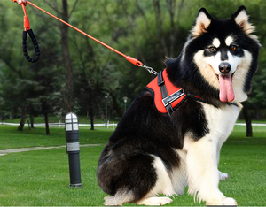 सर्पिल हिस्सेदारी के साथ थोक टाई, भारी ड्यूटी मजबूत pvc लेटेड स्टील वायर रस्सी के साथ रोटेट 360 डडिग्री दोहरे बकल के साथ - Product Image 2