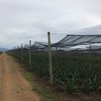 Filet de protection vert sur mesure pour serre agricole, ombrage de jardin, refroidissement, pépinière, champ et culture extérieure