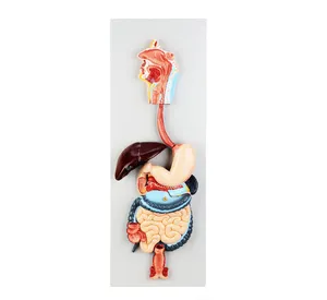 Digestive System Model