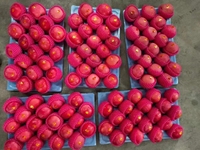 Vente en gros à bas prix de la nouvelle saison des pommes Red Delicious Pommes fraîches chinoises de Fuji Apple Gardens pour l'exportation