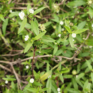 <span class=keywords><strong>Mo</strong></span> <span class=keywords><strong>han</strong></span> lian chine traditionnelle Eclipta Prostrata herbe Yerbadetajo herbe à vendre - Product Image 4