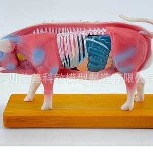 Modèle anatomique de porc, modèle d'acupuncture porcine, modèle d'anatomie animale, modèle de points d'acupuncture animale, aides pédagogiques vétérinaires - Product Image 3