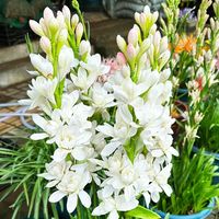 Bulbos de Tuberosa de Doble Flor y Múltiples Cabezas, Polianthes Tuberosa Blanca Fragante para Jardinería y Paisajismo, Venta al por Mayor