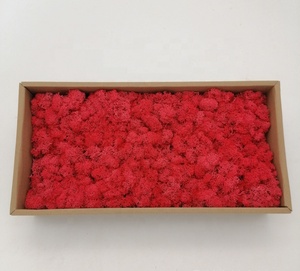 O-X006 usine en gros préservé mousse de sphaigne séchée véritable naturel stabilisé renne préservé mousse - Product Image 6