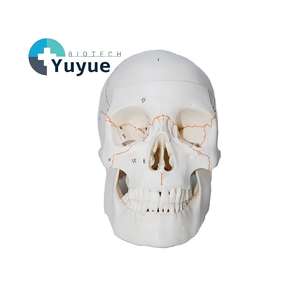 Modelo de Cráneo Humano Numerado con Líneas de Sutura - Herramienta Educativa de Anatomía - Product Image 1