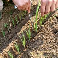 Fourche de transplantation manuelle légère pour semis d'oignons verts, outil de plantation de ciboulette pour la culture de légumes de champ
