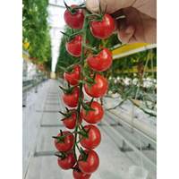 Serre verte Tunnel Invernaderos Polycarbonate Multi-span Serre commerciale agricole pour la culture de tomates serre verte