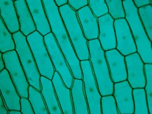 شرائح مجهرية تعليمية معدة مسبقًا لعلم الأحياء الدقيقة عالية الجودة، 12 قطعة من شرائح ميكروسكوب معدة مسبقًا لعرض تطور الخصية في البصل - Product Image 2