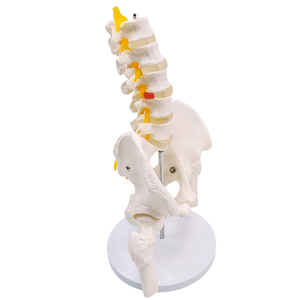 5-Pelvis Cut <span class=keywords><strong>Femur</strong></span> kemikleri ile lomber vertebra modeli sinirler 24x20x30cm tıbbi bilim için insan iskelet modeli - Product Image 4
