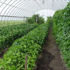 Ветростойкая тепличная система вентиляция, туннельная пластиковая затеняющая сетка для теплицы, низкая стоимость для томатов