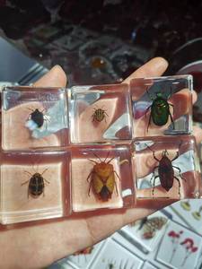 Colección de resina artesanal integrada, pisapapeles auténtico para insectos, animales orgánicos, especímenes de cristal - Product Image 5