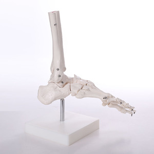 calidad de miembro <span class=keywords><strong>inferior</strong></span> de Material de Pvc de Real diseñado anatomía médica Pelvis esqueleto modelos - Product Image 4