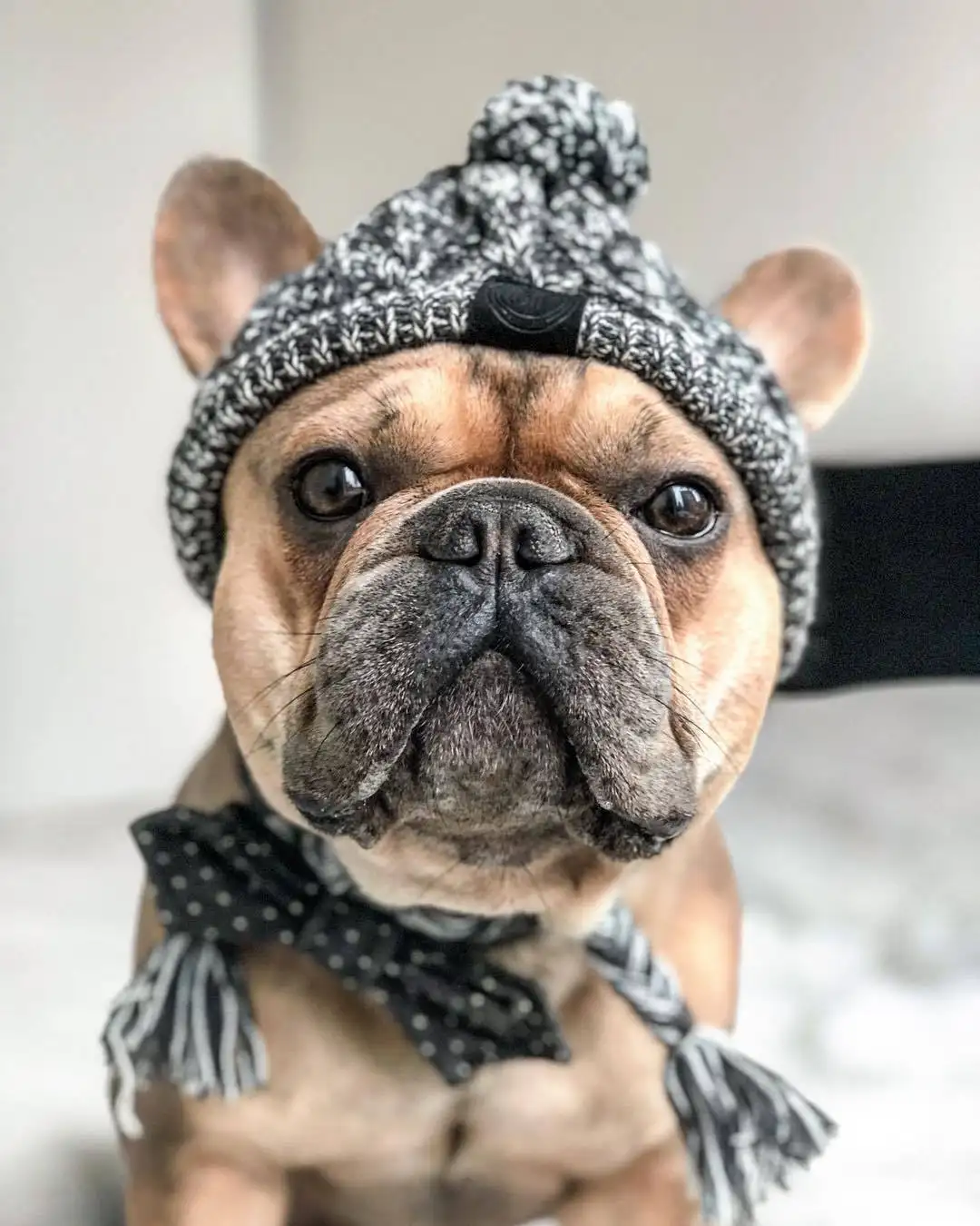 หมวกนุ่มฤดูหนาวอบอุ่นการออกแบบรูหูหมวกสุนัขสัตว์เลี้ยงสุนัขถัก Pom สุนัข Snood หมวกผ้าโพกศีรษะ