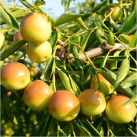 Verse Winter Jujube Leverancier