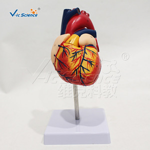 Modèle de squelette humain, de torse et de cœur (ensemble de trois pièces), organes détachables, matériel pédagogique pour les écoles de médecine. - Product Image 3