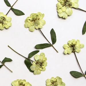 12 pcs/pack <span class=keywords><strong>Zinnia</strong></span> Avec Tige Pressée Botanique pour Résine Art Photo Cadre Home Deco. Bijoux fantaisie - Product Image 3