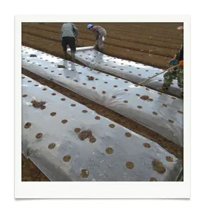 Trắng PE Polyethylene trong suốt đục lỗ đục lỗ tùy chỉnh nhựa mulch phim cho nông nghiệp vườn cây ăn trái