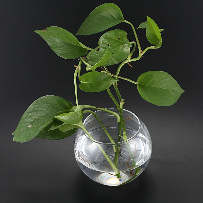 Vaso rotondo in vetro GEORGIA OCEAN, trasparente, 29cm, 26cm