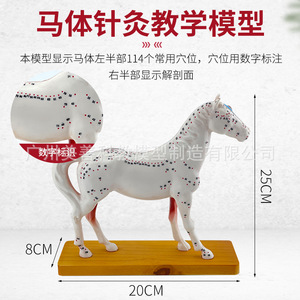 Modèle d'acupuncture équine, modèle de cheval, modèle anatomique d'acupuncture animale, modèle des points d'acupuncture du cheval. - Product Image 2