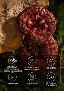 Poudre d'extrait de champignon Reishi biologique (Ganoderma Lucidum/Lingzhi) - Culture artificielle - Product Image 4