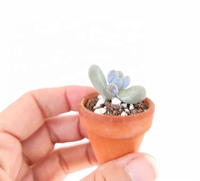 Vente chaude Mini Pots En Terre Cuite Minuscule Poterie Planteur pour Succulent Cactus pour DIY Artisanat Jardin Décor Cadeaux