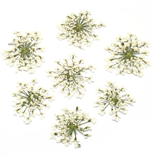 Venta al por mayor natural seco pequeño Marco de <span class=keywords><strong>flores</strong></span> prensadas DIY secado Mini <span class=keywords><strong>flores</strong></span> prensadas <span class=keywords><strong>para</strong></span> COLLAR COLGANTE fabricación de velas - Product Image 3