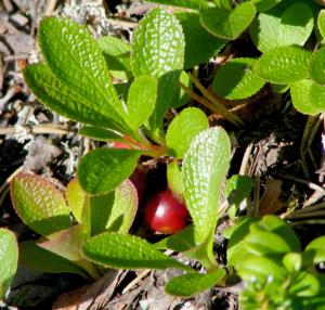 Extrait de fines herbes Extrait de busserole Acide ursolique <span class=keywords><strong>Arctostaphylos</strong></span> Uva-ursi - Product Image 4