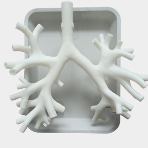 Kyrenmed <span class=keywords><strong>3D</strong></span> xơ phế quản mô hình với khay Kích thước cuộc sống nhựa cấp bốn bronchus <span class=keywords><strong>Simulator</strong></span> cho bronchoscopy đào tạo mô hình - Product Image 1
