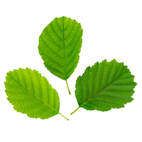 Feuilles d'Amla naturelles séchées, feuilles fraîches de groseille indienne, feuilles ayurvédiques de haute qualité, riches en nutriments, traditionnelles
