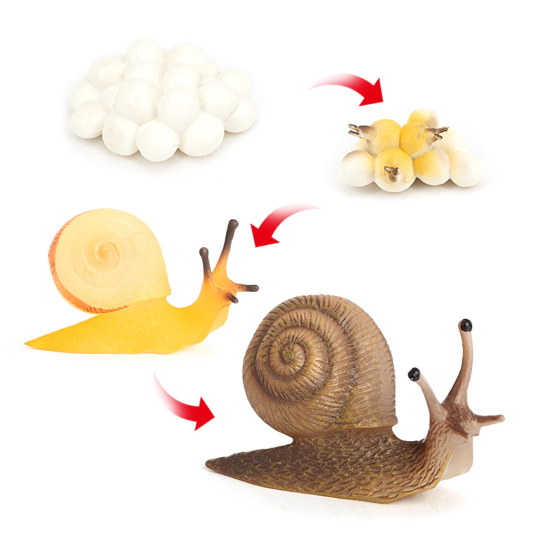 2476 Cycle de vie de l'escargot