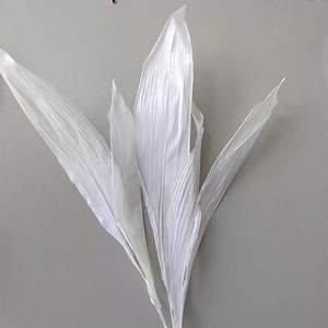 <span class=keywords><strong>Aspidistra</strong></span> Elatior Blume สำหรับตกแต่งบ้านและการจัดดอกไม้ - Product Image 3