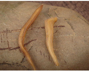 Bán Rễ Măng Tây Nguyên Chất Lượng Cao Tian Men Dong - Product Image 6