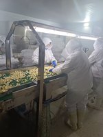 Nouvelle récolte 2026 – Ail frais pelé sous vide, prix usine de gros, Jinxiang Shandong, prêt à l'emploi, exportation