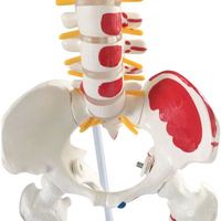 Modèle de squelette humain grandeur nature avec des proportions réelles et des articulations flexibles pour l'enseignement des sciences médicales