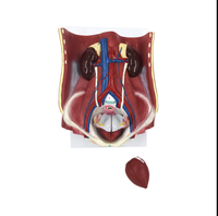 Modèle d'anatomie du système urinaire à double sexe (6 parties) Matériau PVC réaliste et durable pour une utilisation à l'hôpital/à l'école