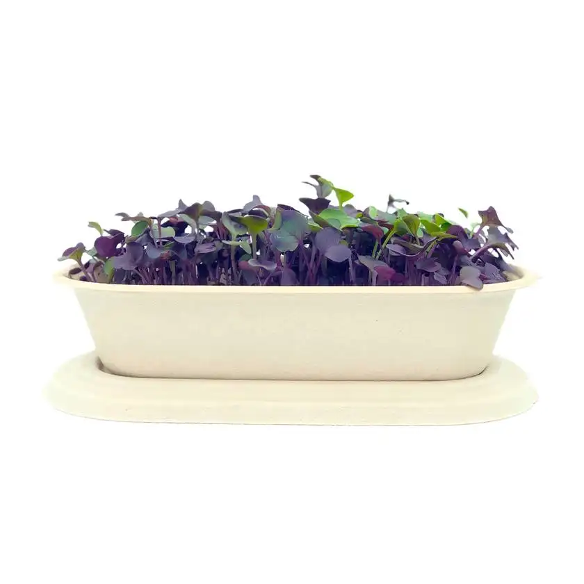 Rambo Radijs Microgreens Hydrocultuur Kit Indoor Automatische Kristalgroeiende Experimentele Kit