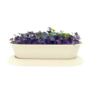 Rambo Radish microgreens hydroponic grow system kit indoor automatic crystal growing experimental kit