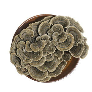 प्राकृतिक कार्बनिक पॉलीसैकराइड टर्की पूंछ उद्धरण कोरिओलस वर्सिकोलर - Product Image 3