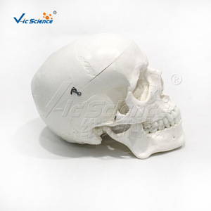 Modelo de cráneo adulto natural, tres partes desmontables, modelo de demostración para enseñanza ortopédica - Product Image 2