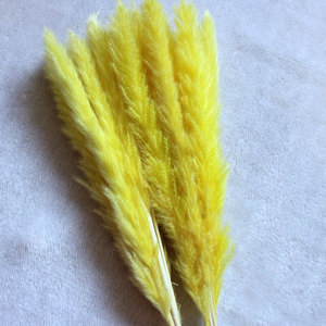 Hierba de Pampas Natural Pequeña y Seca al por Mayor, Ramo de Hierba de Pampas para Bodas, Baby Showers, Decoración Floral para Mesa del Hogar - Product Image 6
