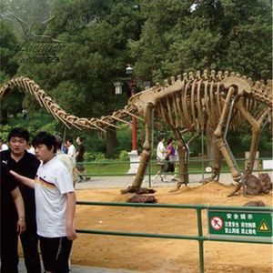 Jurassic khủng long công viên khủng long hóa thạch thực T Rex Skeleton để bán - Product Image 5