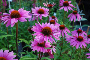 Hàng ngày thực vật hữu cơ <span class=keywords><strong>Echinacea</strong></span> Purpurea chiết xuất bột <span class=keywords><strong>Echinacea</strong></span> gốc bột <span class=keywords><strong>Echinacea</strong></span> chiết xuất - Product Image 3