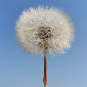 エポキシ樹脂用天然タッチ乾燥タンポポDIY Bohoホームデスク装飾オフィスギフトモダンミニマリスト装飾 - Product Image 4