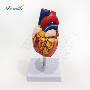 Modèle de cœur humain non marqué, d'apparence naturelle, fabriqué en PVC écologique, échelle 1:1, pour l'enseignement médical. - Product Image 2