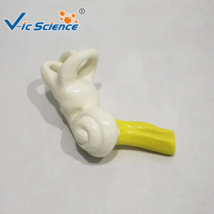Modelo anatómico de la membrana timpanica humana, modelo didáctico de la estructura del oído, comunicación médico-paciente en otorrinolaringología - Product Image 4