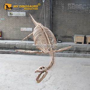 MY DINO DS-152 Exposition de dinosaures, squelette de dinosaure, petit plesiosaure - Product Image 4